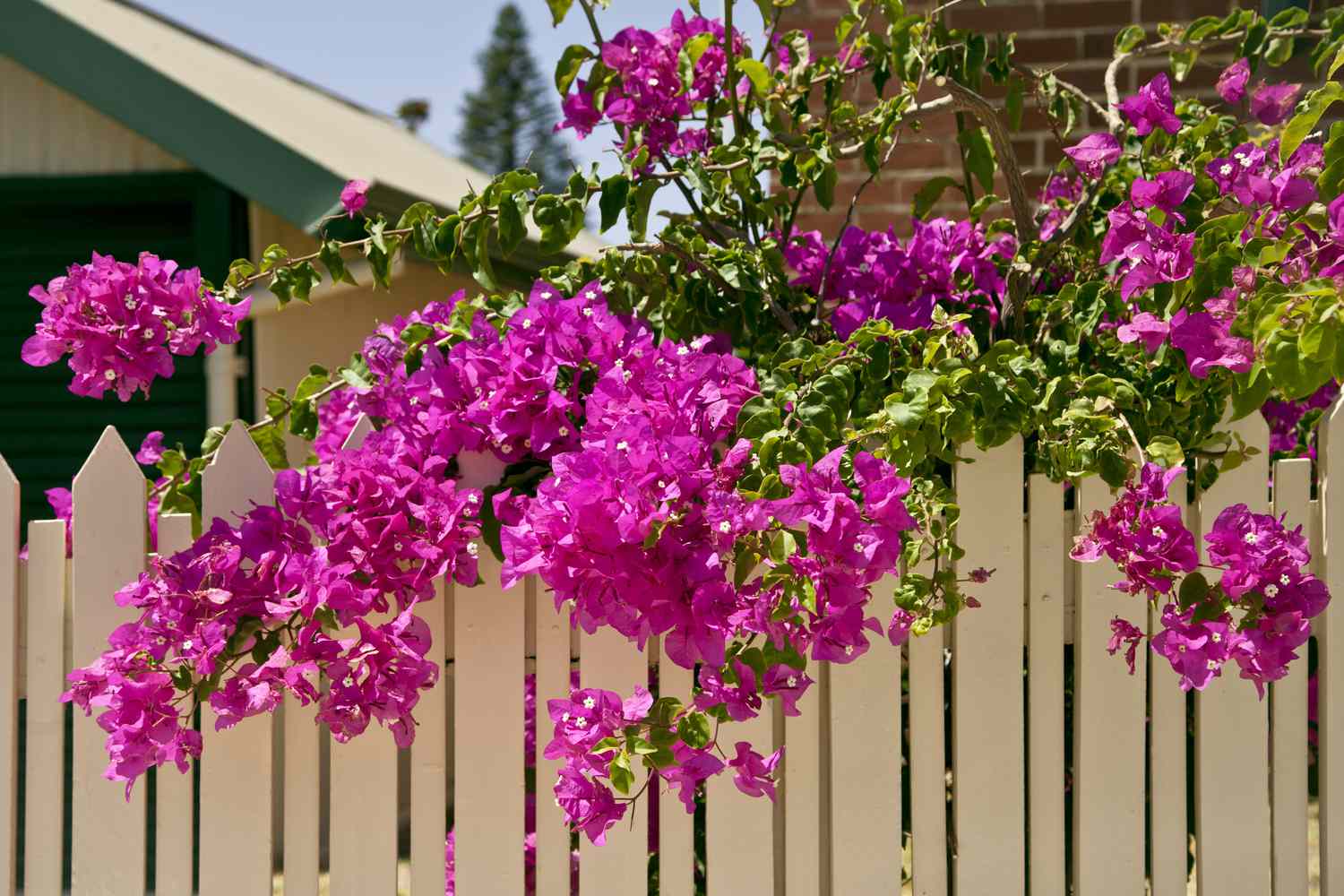 Bougainvilliers