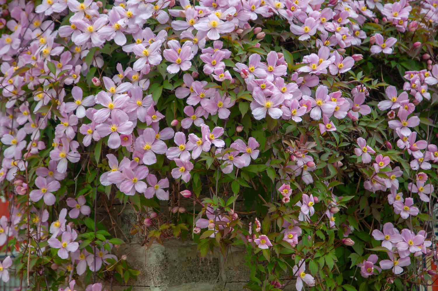 Clematis 'Apple blossom