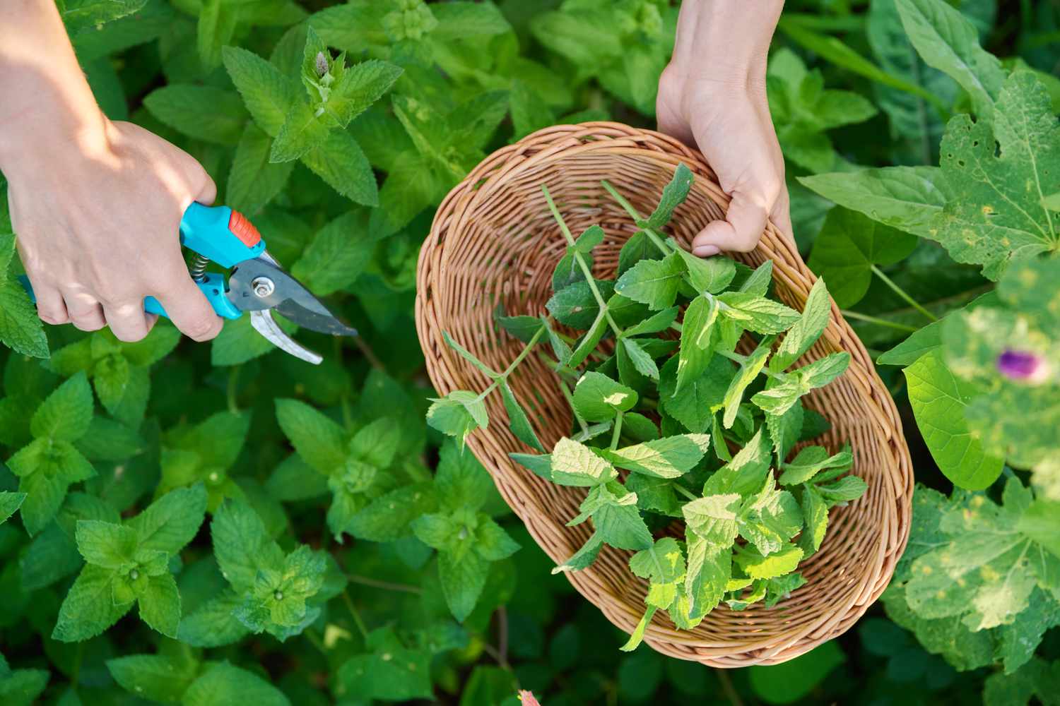 récolte de la menthe