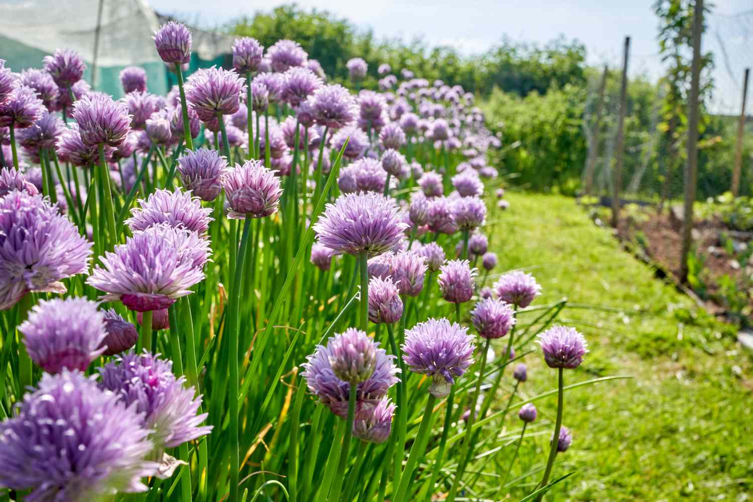 ciboulette au jardin