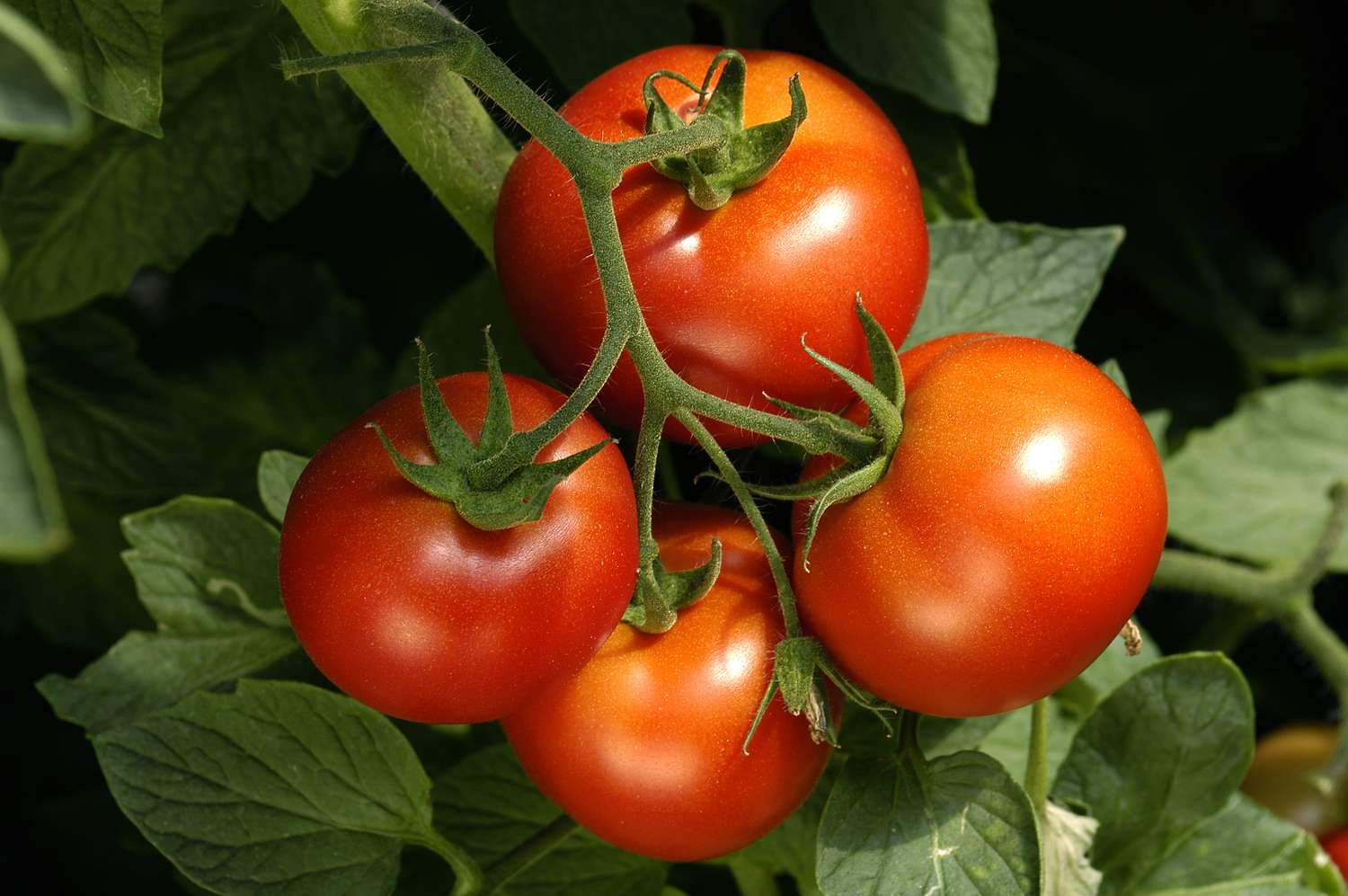 tomates dans le jardin