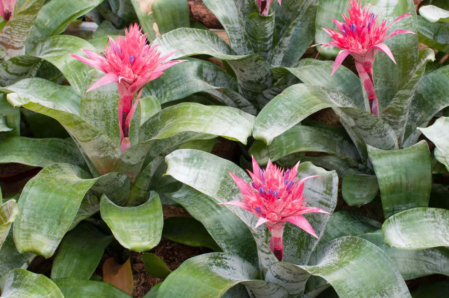 fleur de bromélia en floraison au printemps