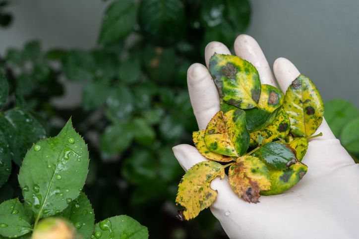 Feuilles jaunes sur un rosier