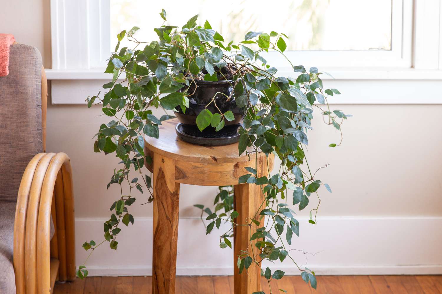 vigne de lierre en cascade sur une table d'appoint