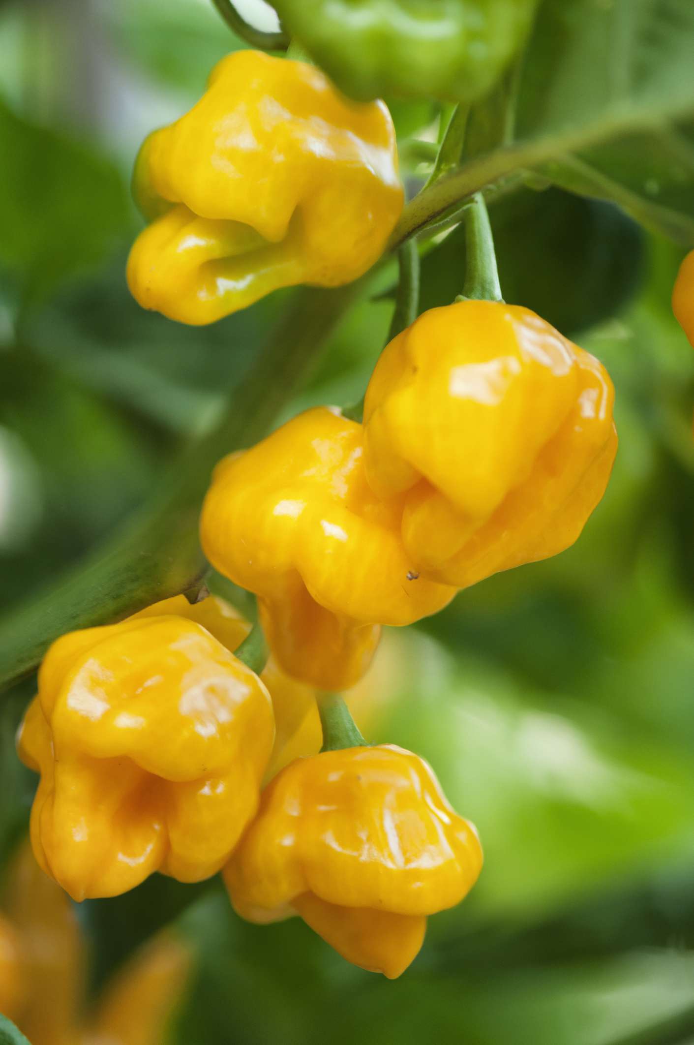 gros plan de poivrons trinidad jaunes sur une plante en plein air. les poivrons ont une apparence pliée, en forme de bonnet. 