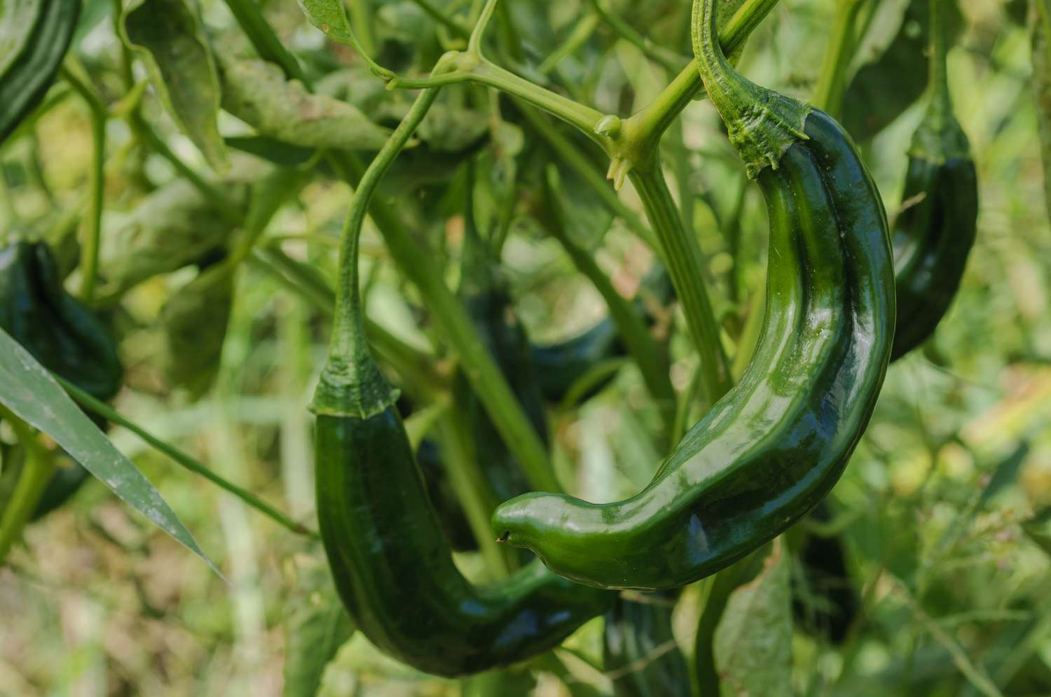 gros plan de longs poivrons chilaca vert foncé et ridés sur la plante