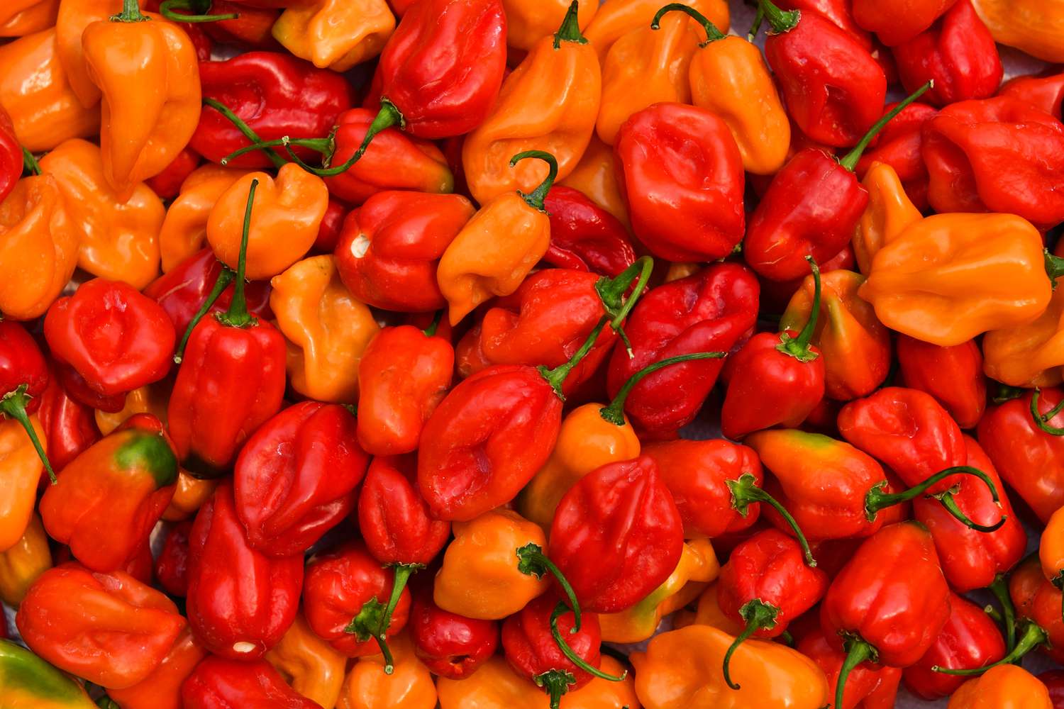 cadre complet de piments habanero rouges et orange avec des tiges vertes