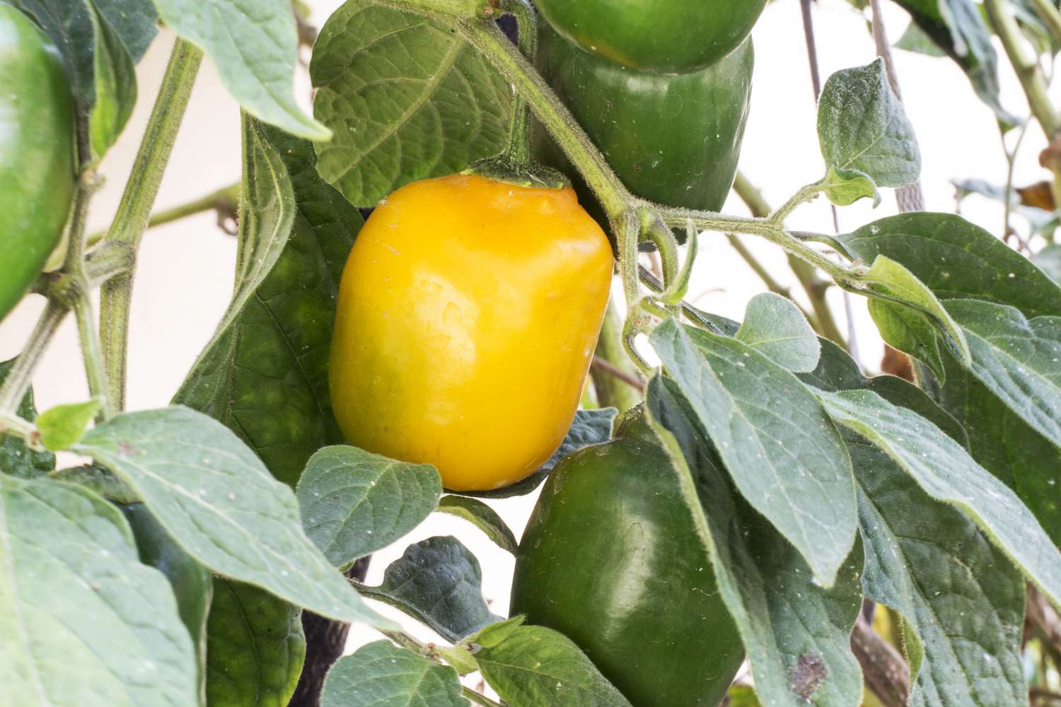 Poivre de Rocoto