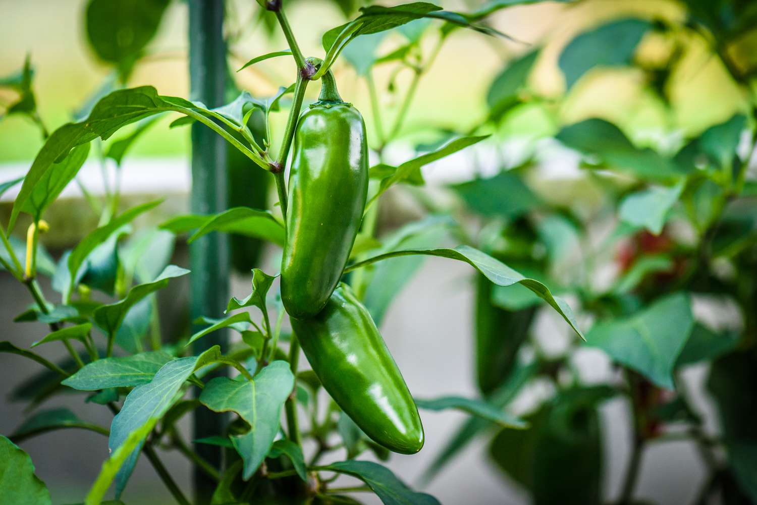 Piment Jalapeño sur une plante