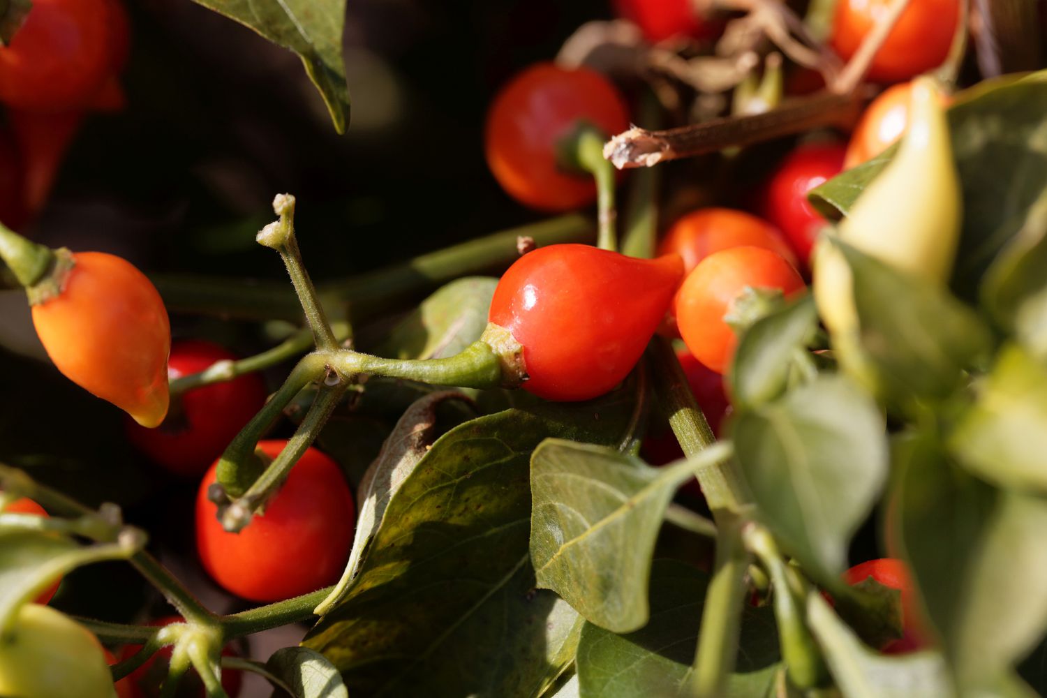 gros plan de petits poivrons rouges pointus de type chupetinha ou biquinho sur une plante