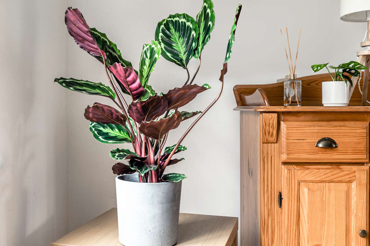 plante de prière en pot