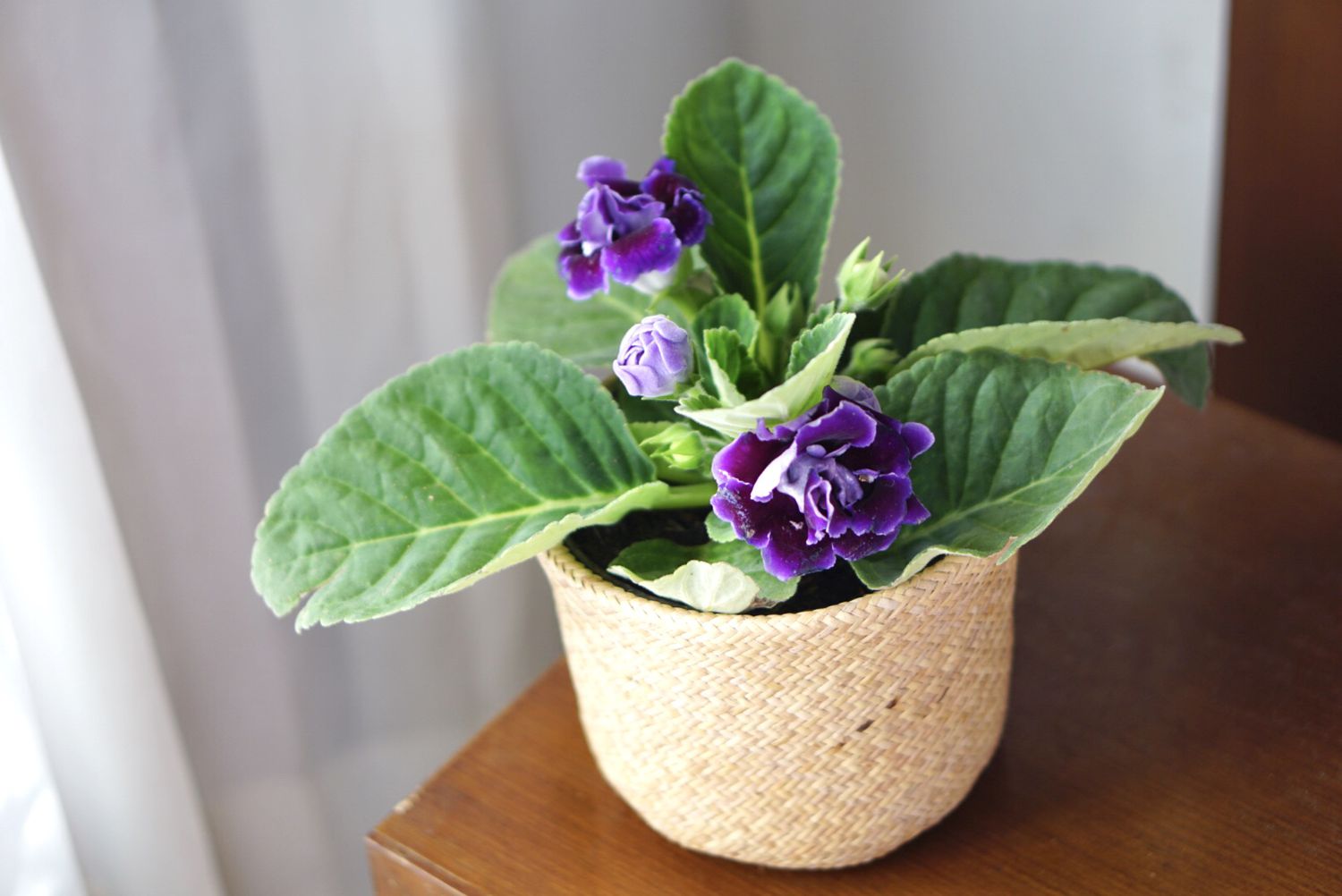Plante hybride Gloxinia senningia à fleurs violettes dans une jardinière tressée