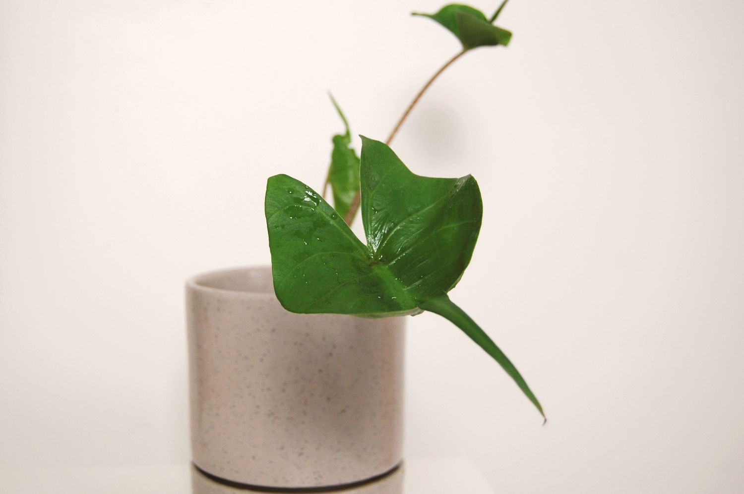 Image en gros plan d'une petite feuille d'Alocasia stingray dans un pot taupe sur un mur blanc.