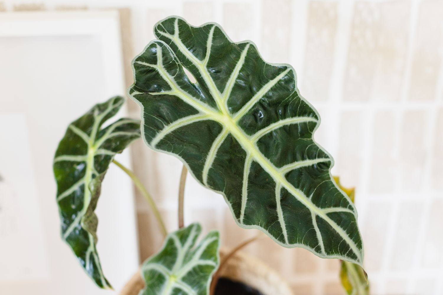 Gros plan sur les veines d'un polly d'alocasia