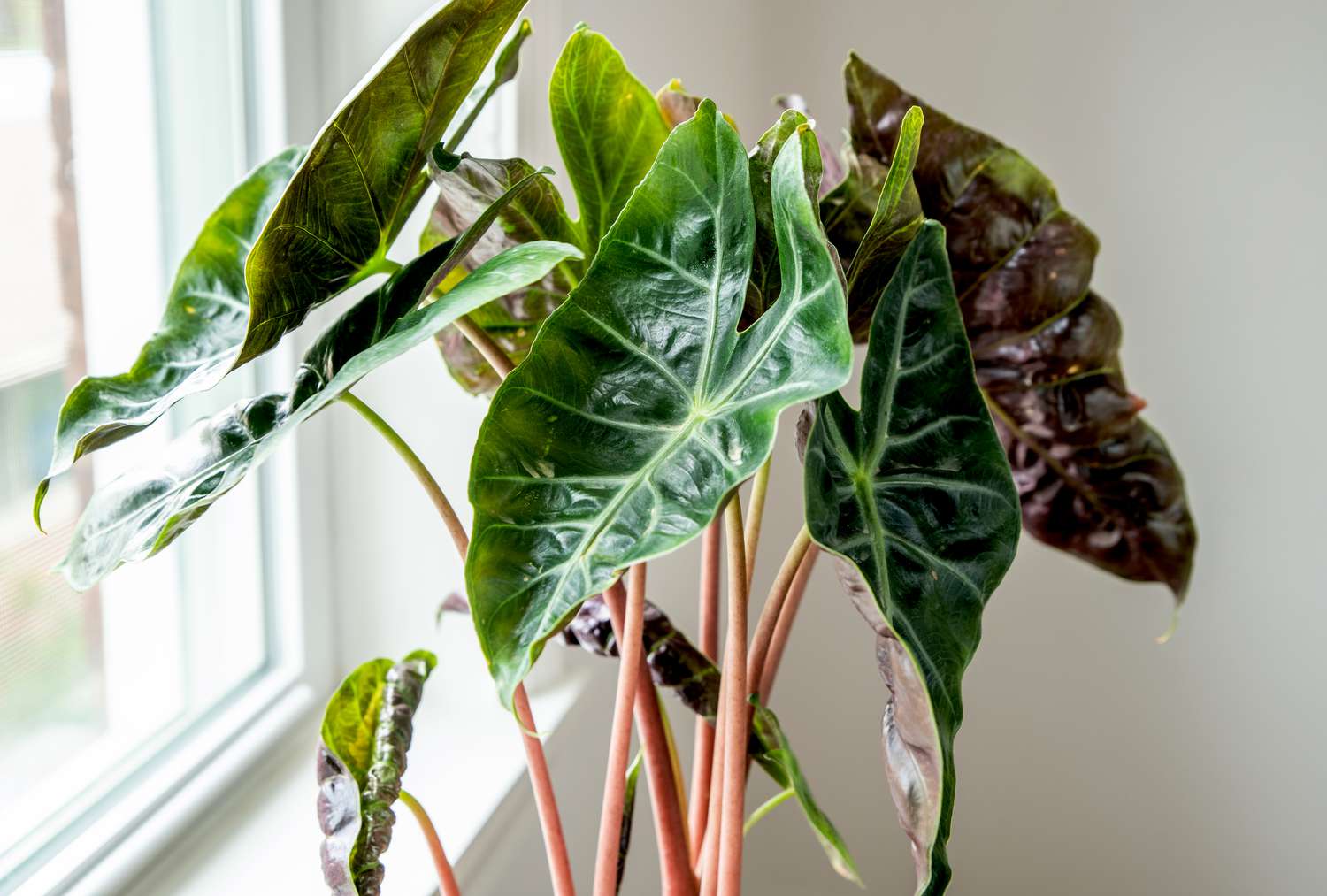 Gros plan des feuilles de l'alocasia pink dragon