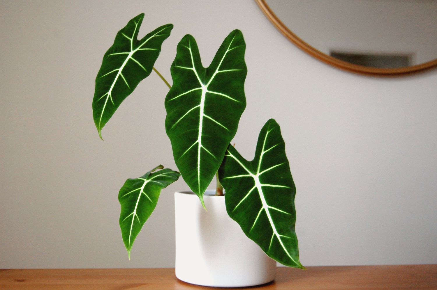 Alocasia frydek avec 4 feuilles dans un pot blanc assis sur une table en bois avec un miroir doré sur le mur en arrière-plan.