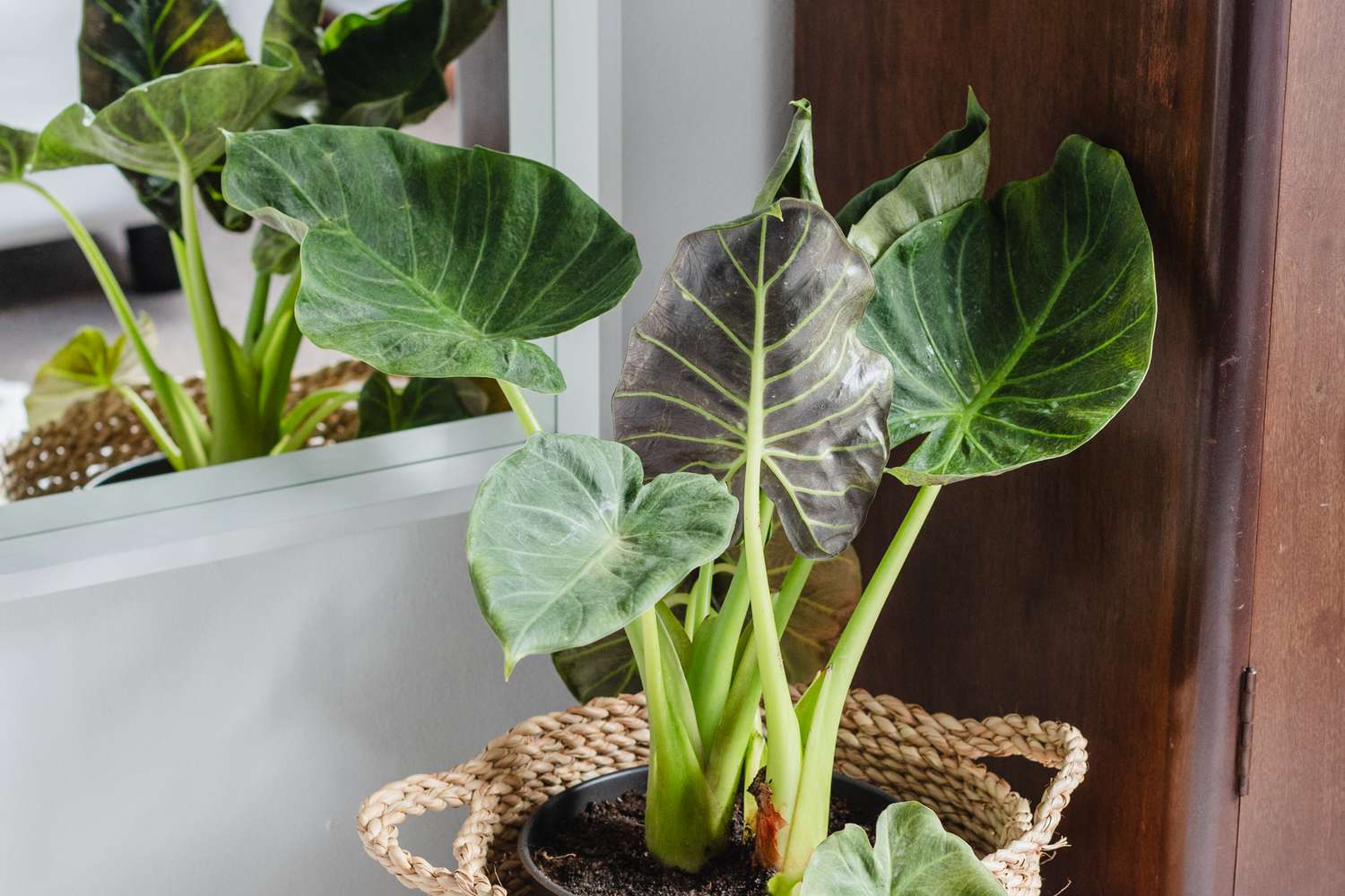 Comment cultiver l'alocasia odora