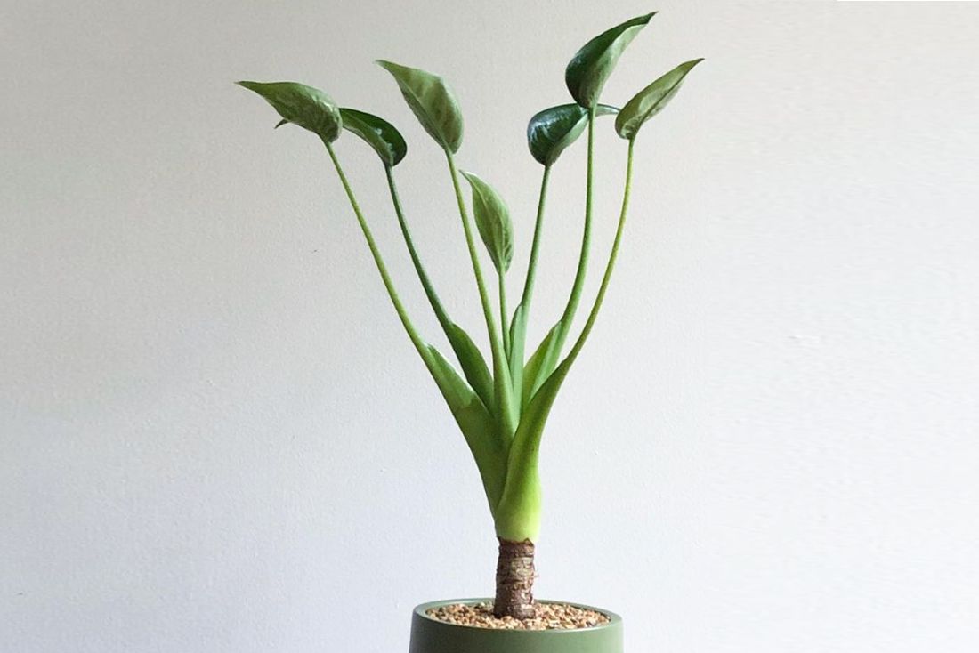 Gros plan de l'Alocasia 'Tiny Dancer'