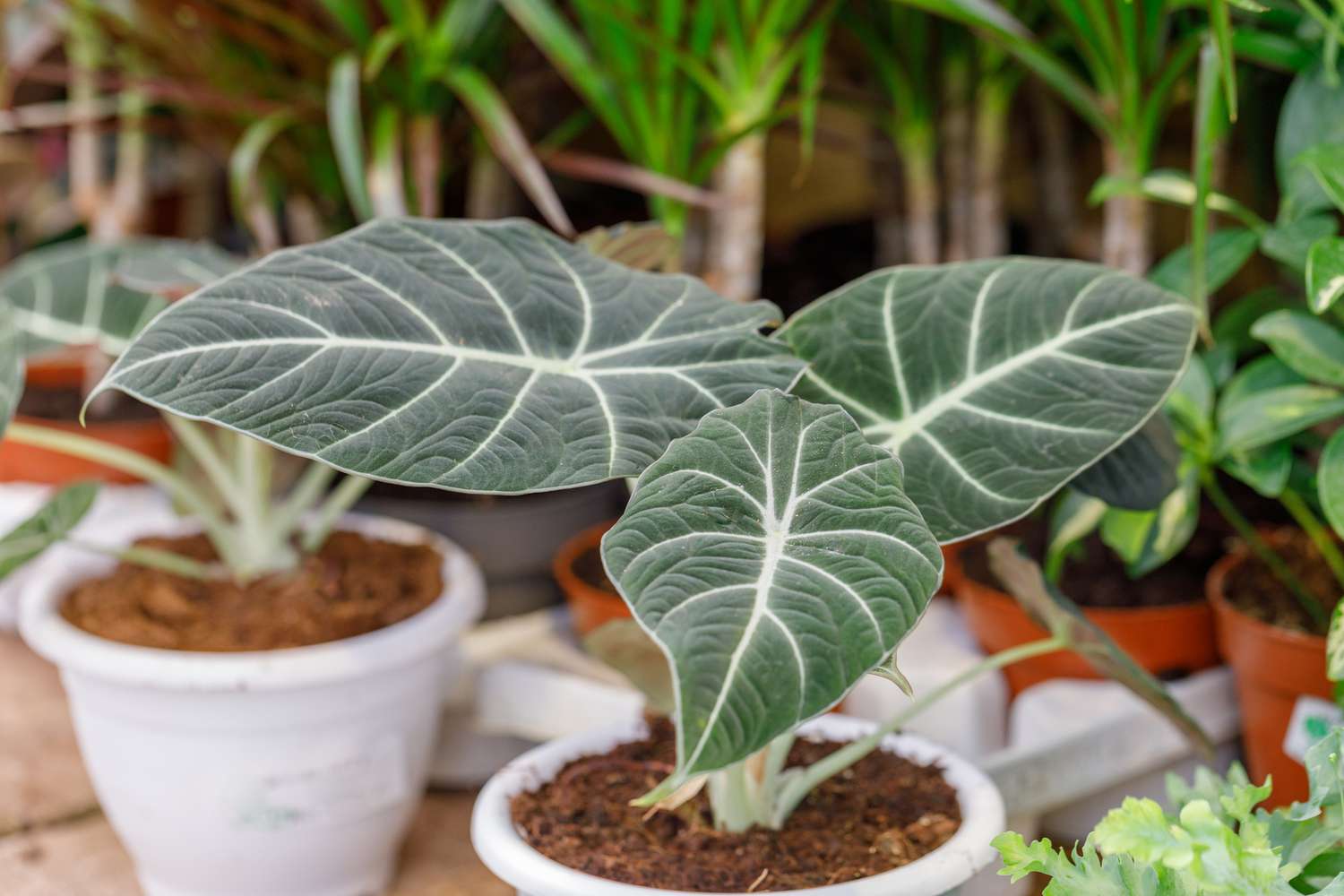 plante d'alocasia velours noir en pot blanc en pépinière