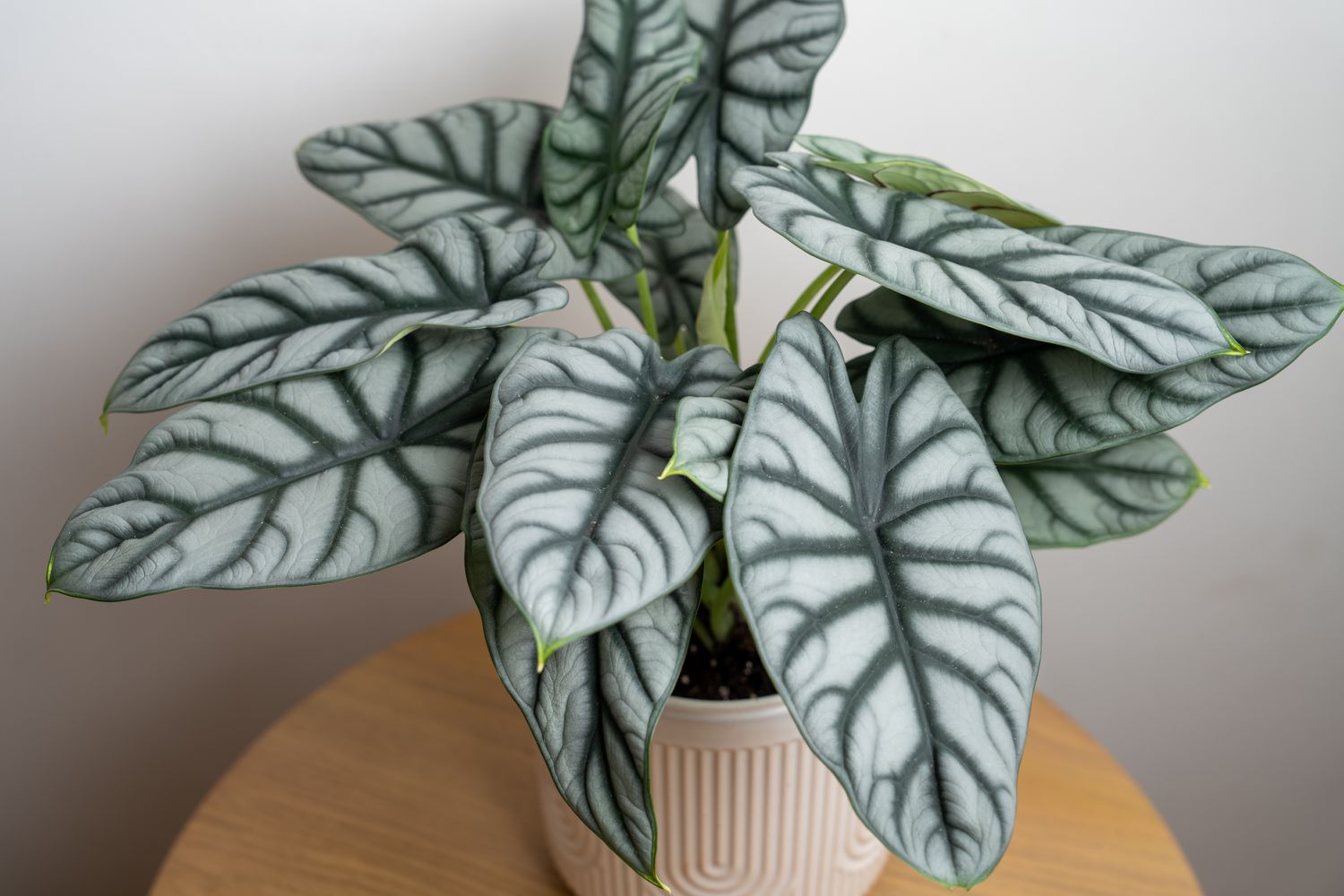 vue de face de l'alocasia silver dragon