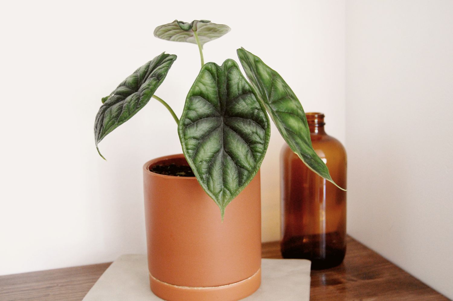 Une écaille de dragon Alocasia dans un pot en terre cuite à côté d'un verre ambré.