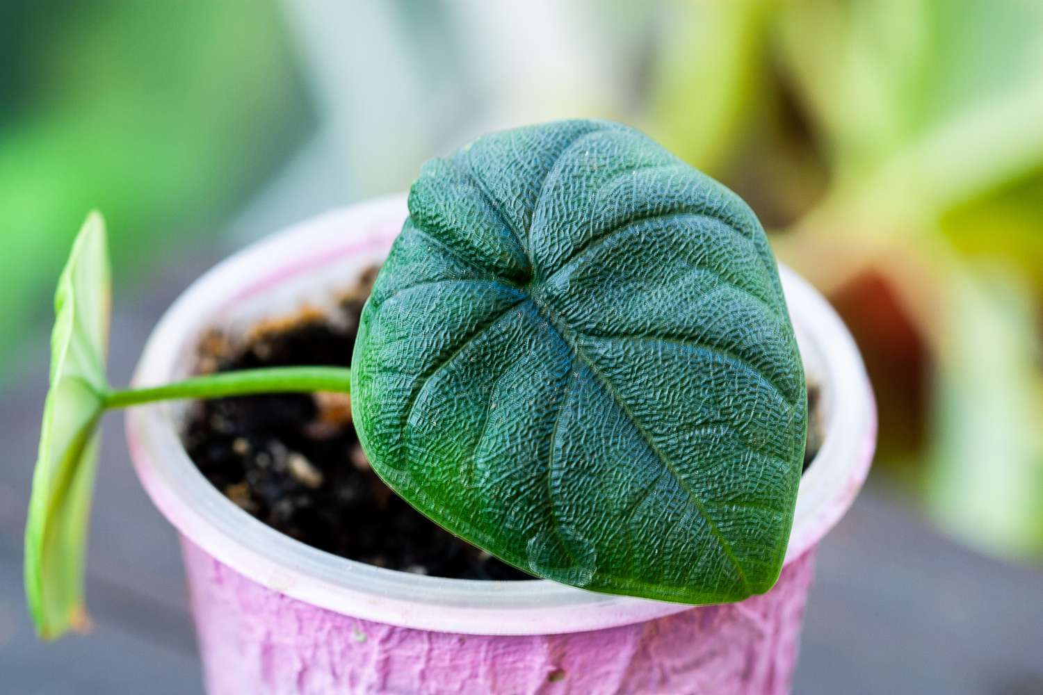 gros plan d'une jeune plante d'alocasia melo dans un pot rose