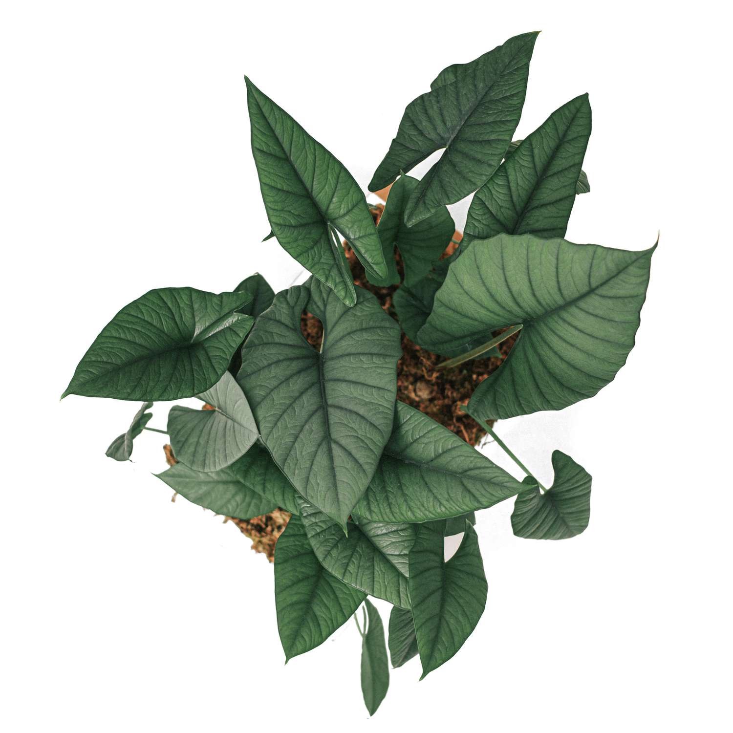 plante alocasia reginae en pot sur fond blanc