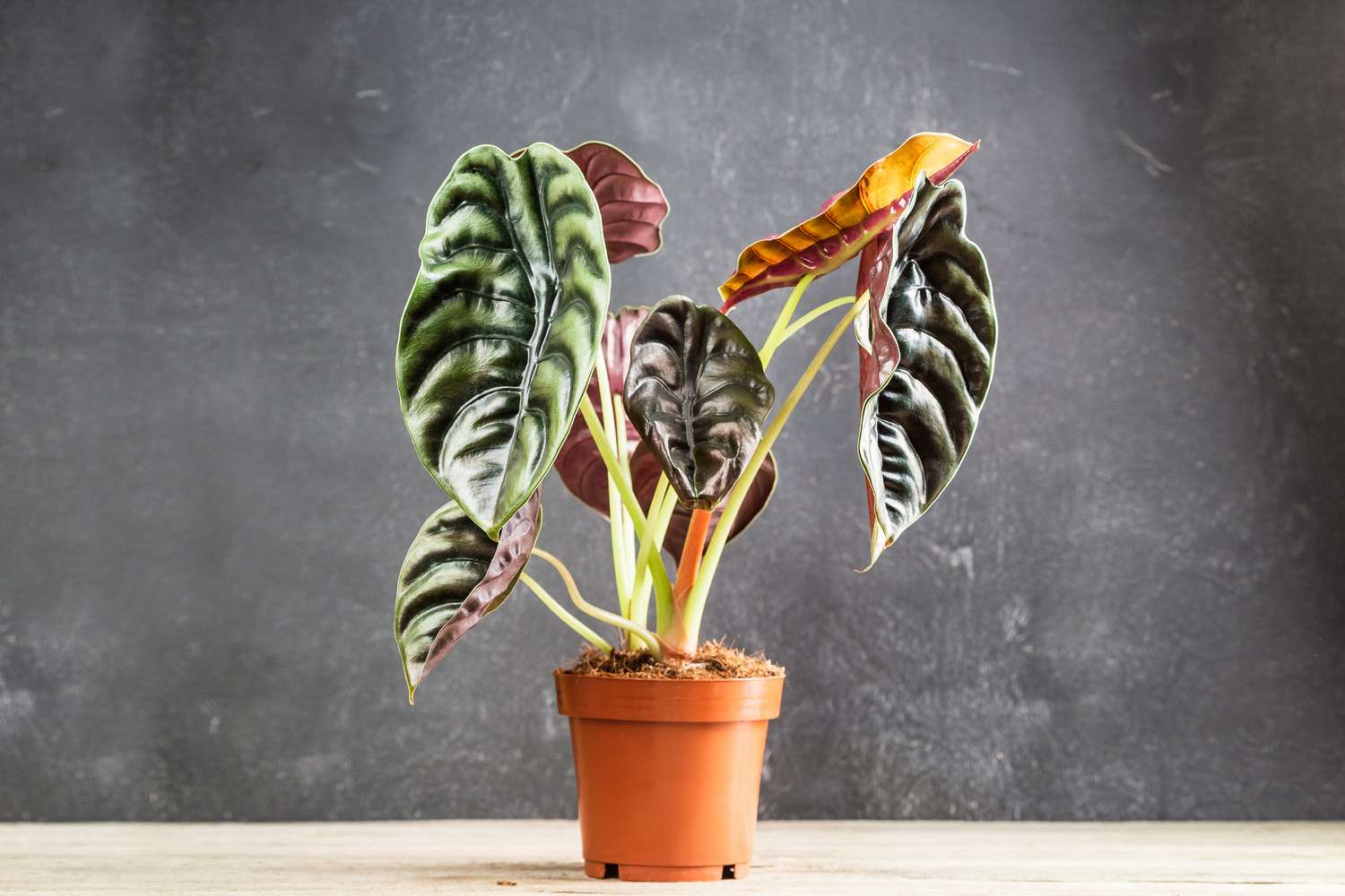 alocasia cuprea 'red secret' dans un pot orange sur une table à fond gris