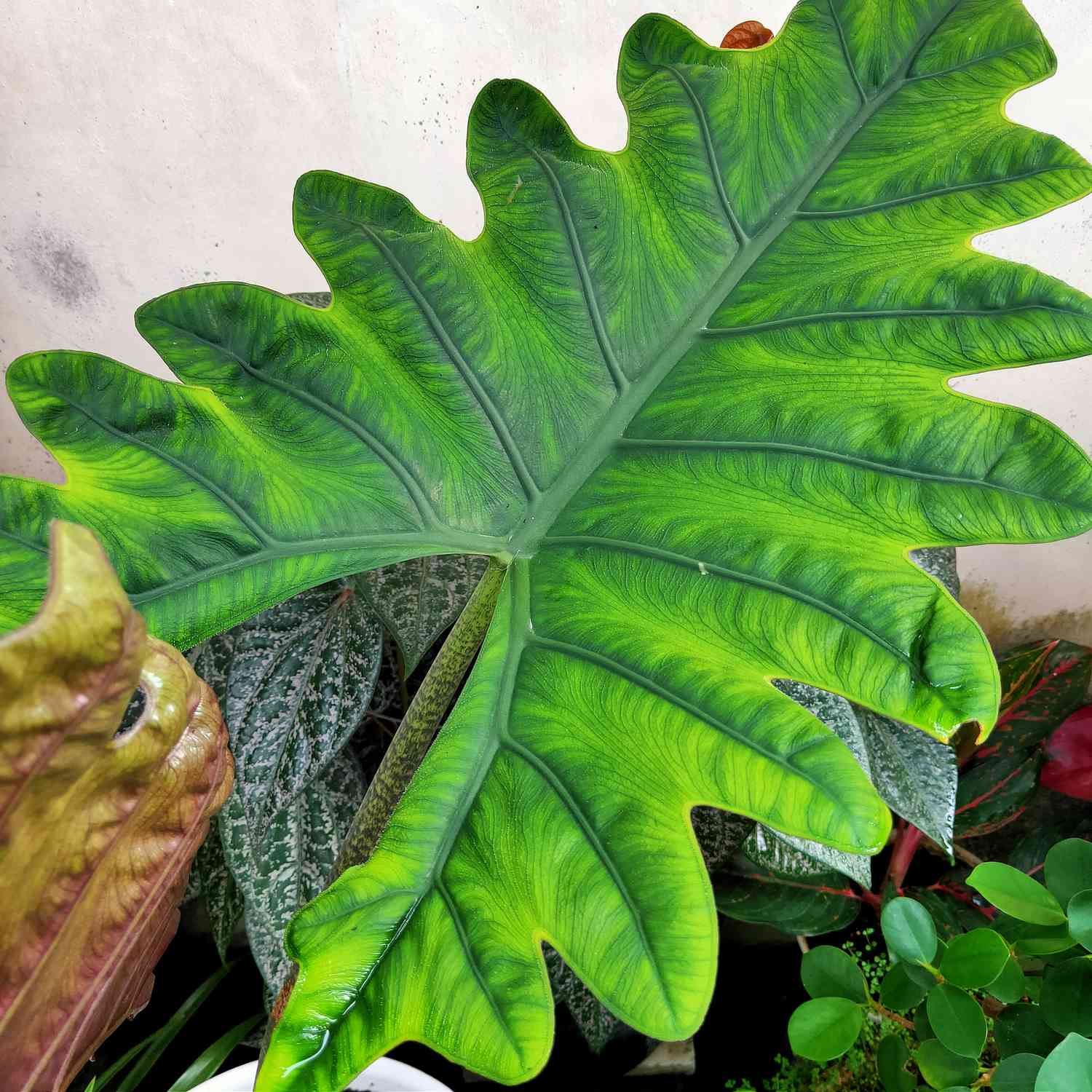 gros plan de la feuille d'alocasia portei