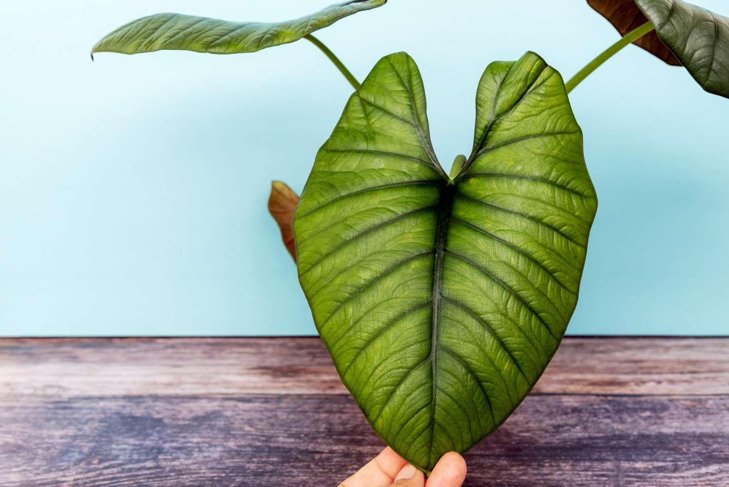 grande feuille verte d'alocasia nebula imperialis dans un pot de plante d'intérieur tenue à la main