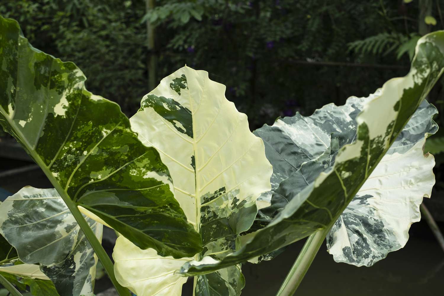 Alocasia Macrorrhiza Variegata Elephant Ear Plant