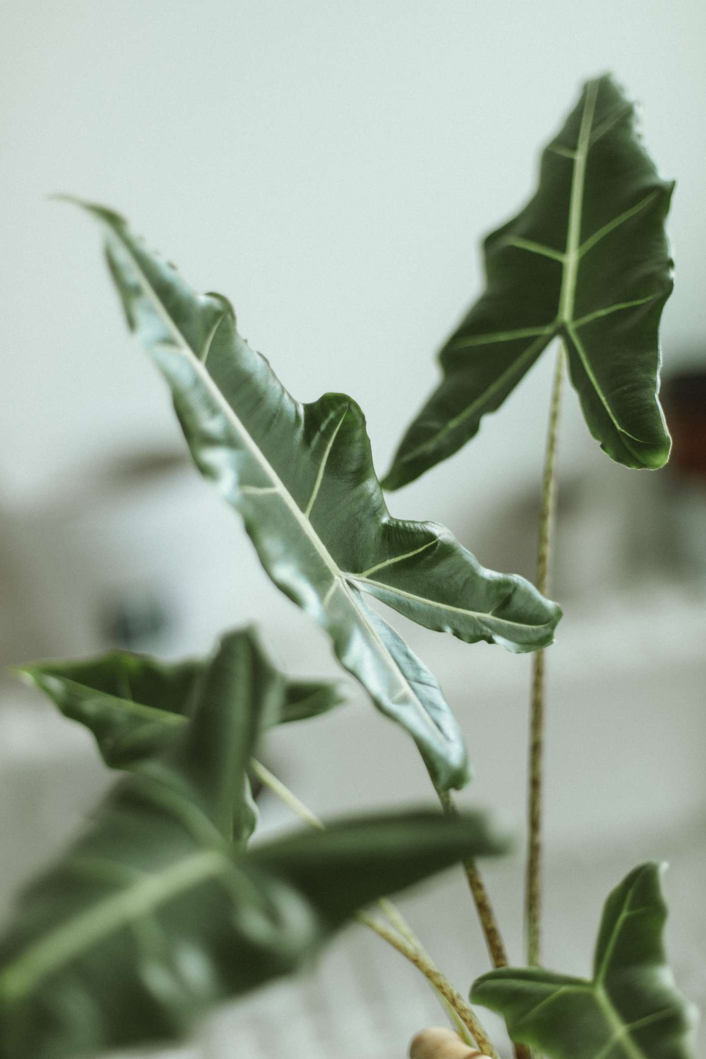 gros plan de la plante d'intérieur alocasia sarian