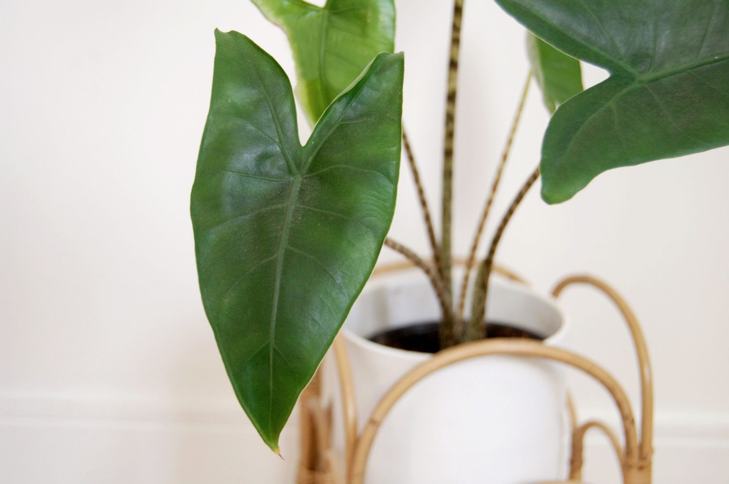 Gros plan sur une plante d'Alocasia zebrina dans un pot blanc et un support en rotin.