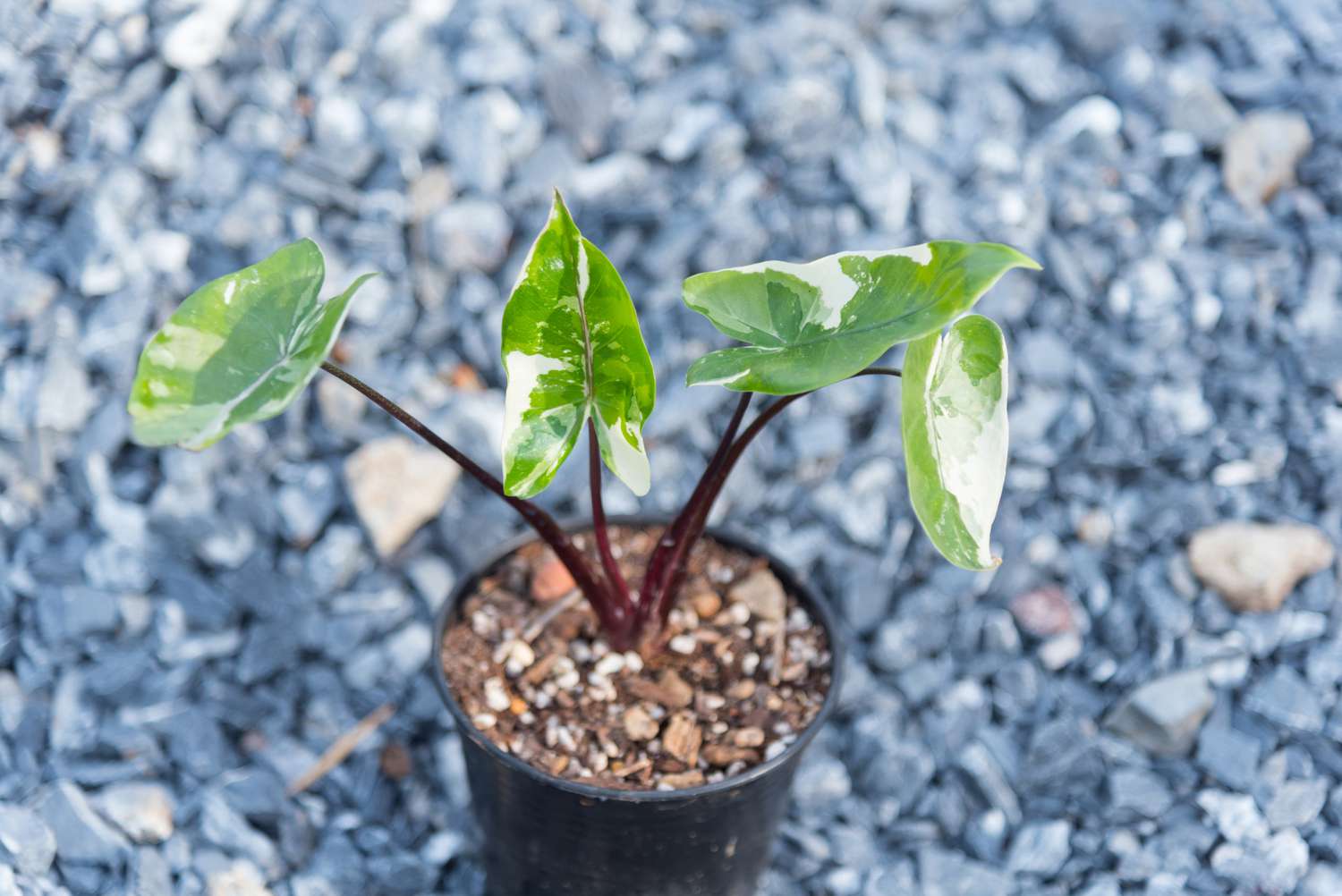 petite plante alocasia microrrhiza black stem elephant ear en pot sur une surface de gravier