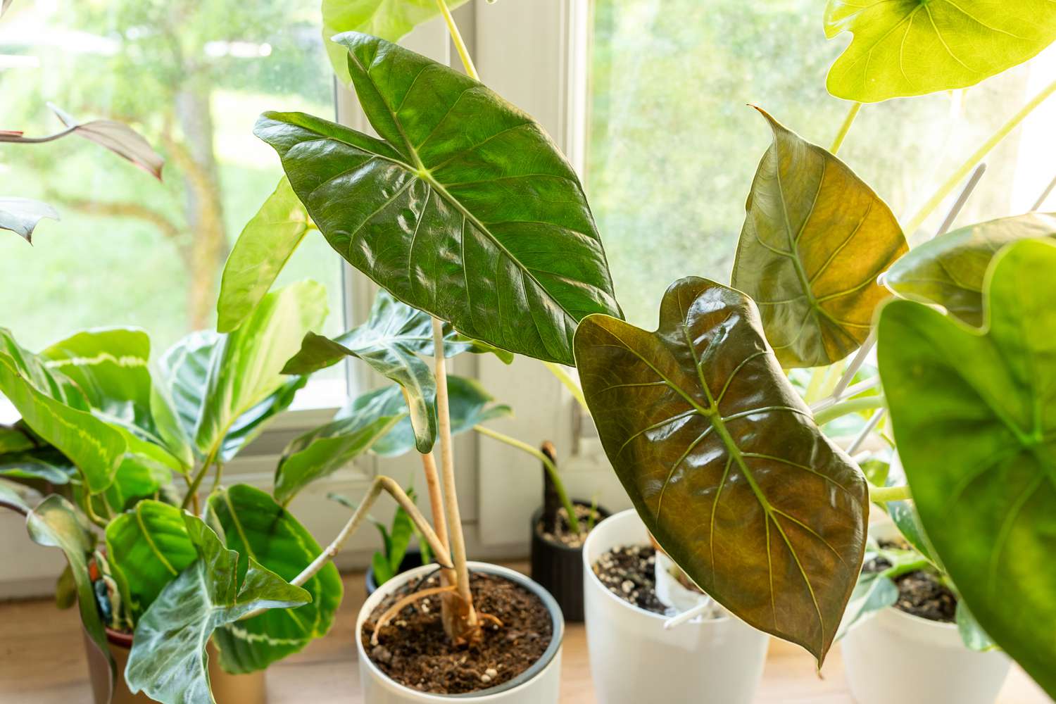 Plantes d'Alocasia