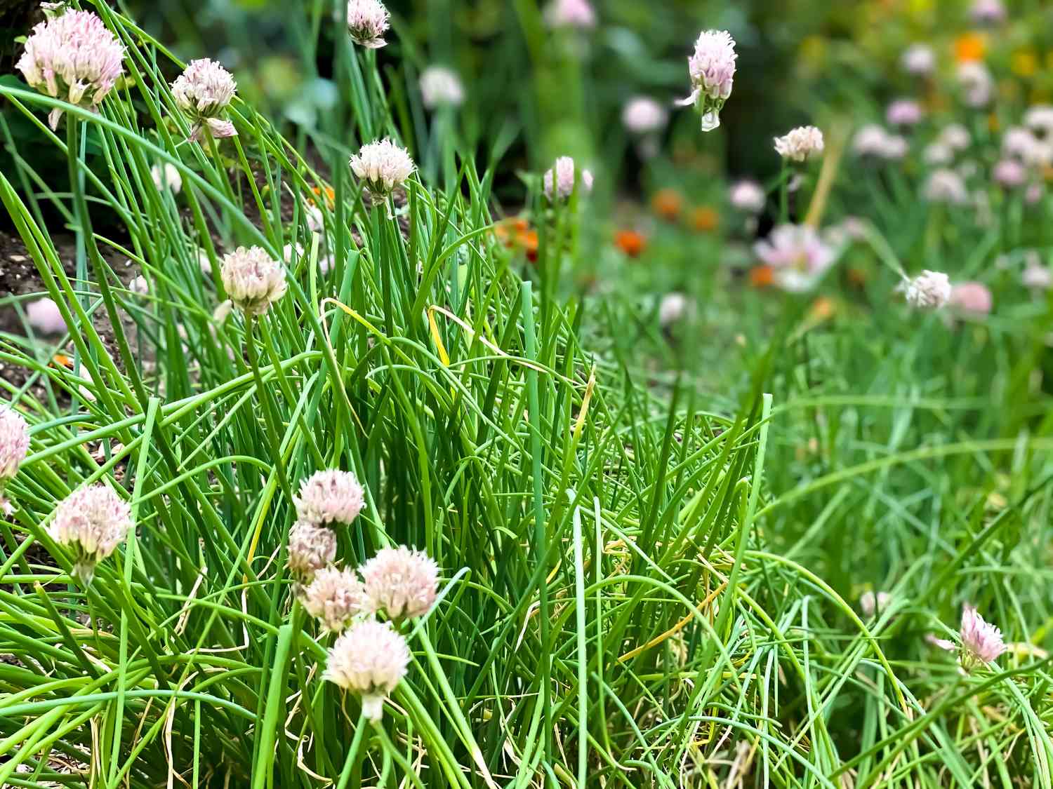 Ciboulette en croissance et en fleur