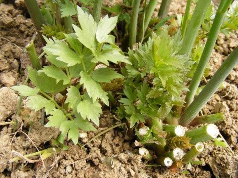 Plante de livèche avec de vieilles pousses et de nouvelles pousses.