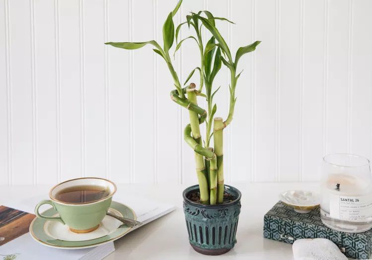 Bambou porte-bonheur dans un récipient bleu sur un bureau à côté d'une tasse de thé.
