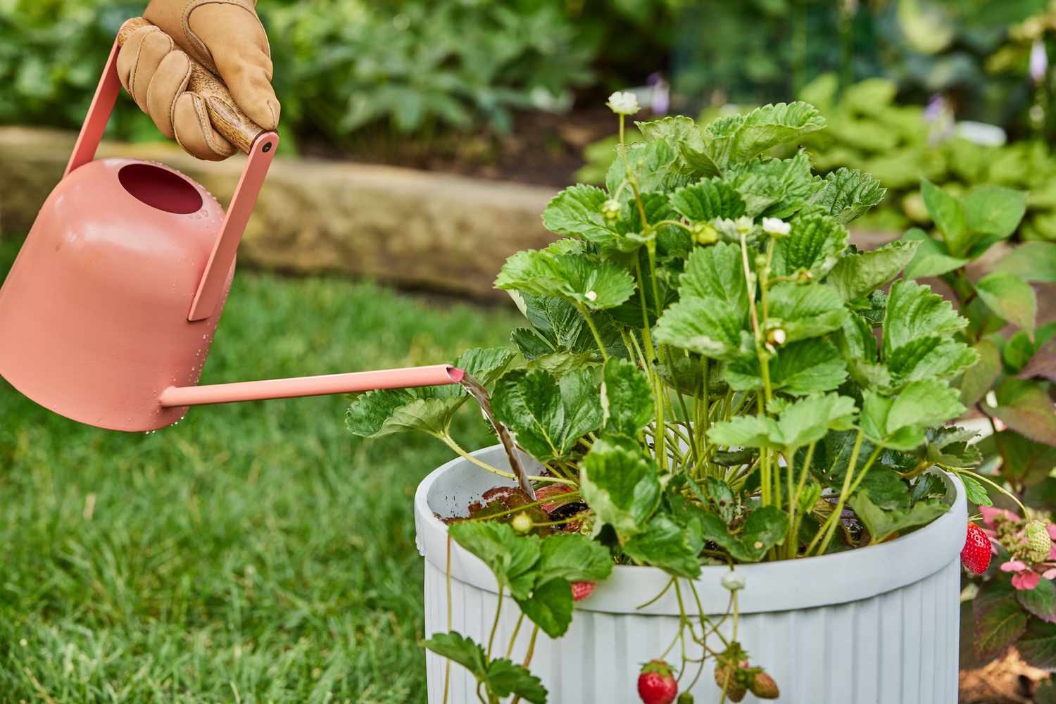 Fertiliser les fraises en pot avec un engrais soluble dans l'eau