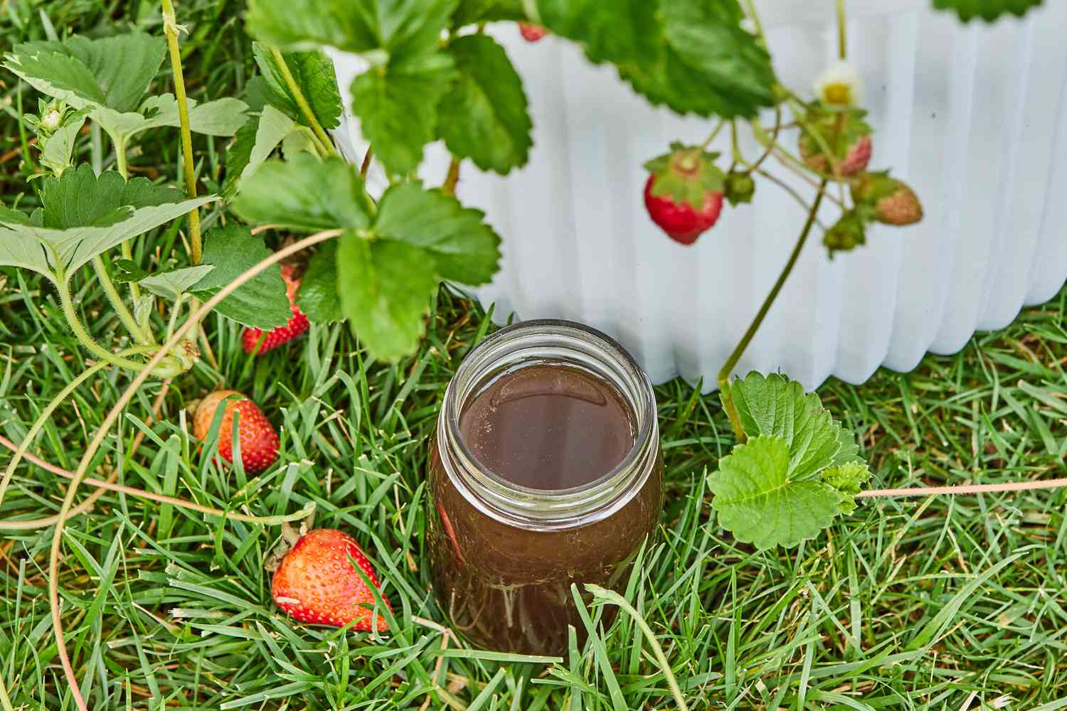 Thé de compost à côté des fraises en pot