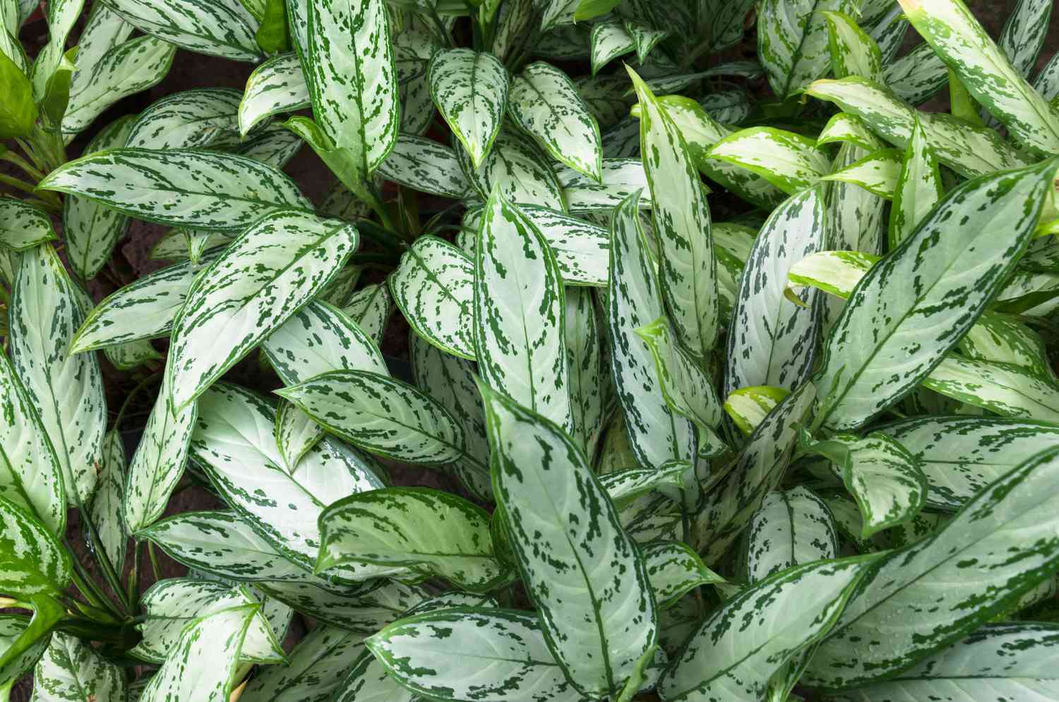Reine aglaonema