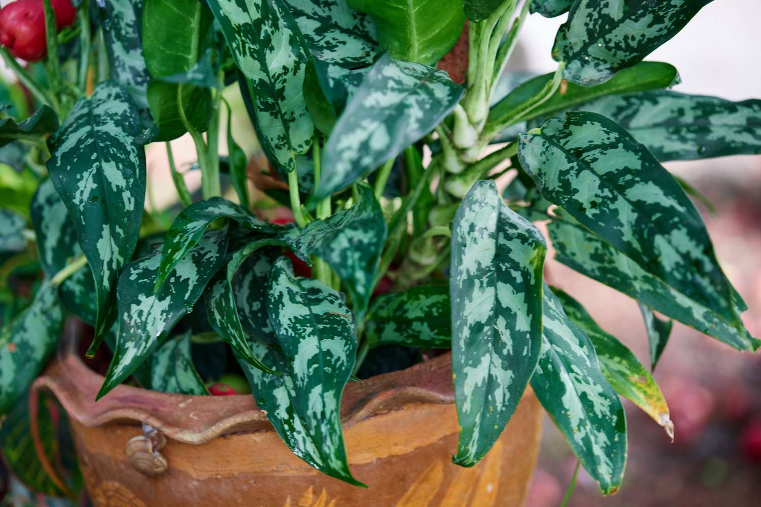 Maria aglaonema