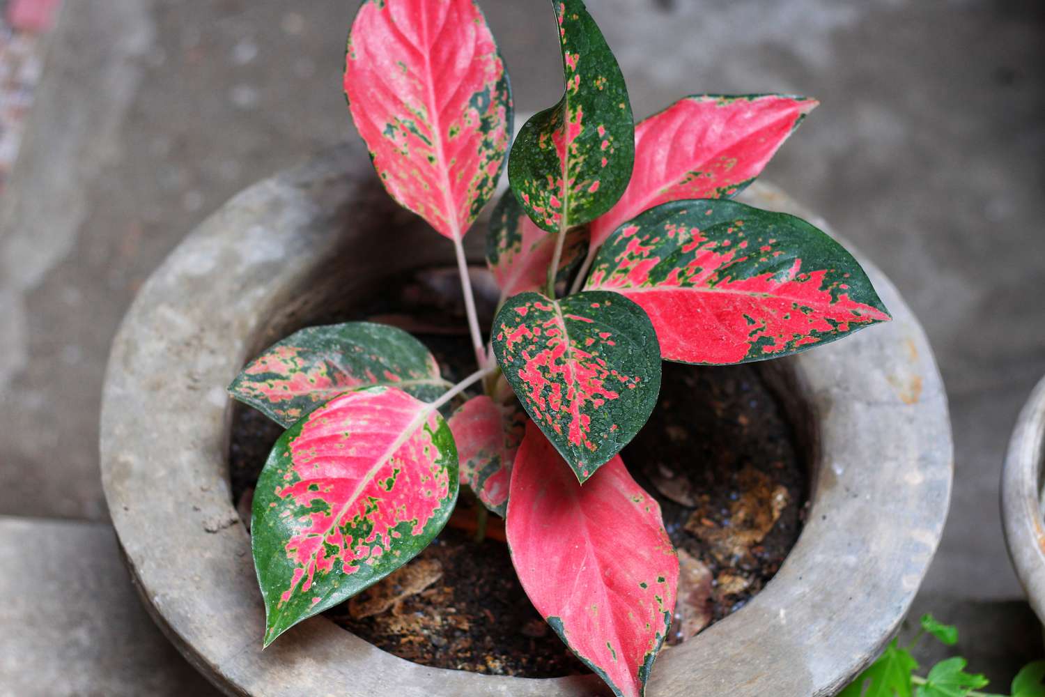 Caméléon de Kochin aglaonema