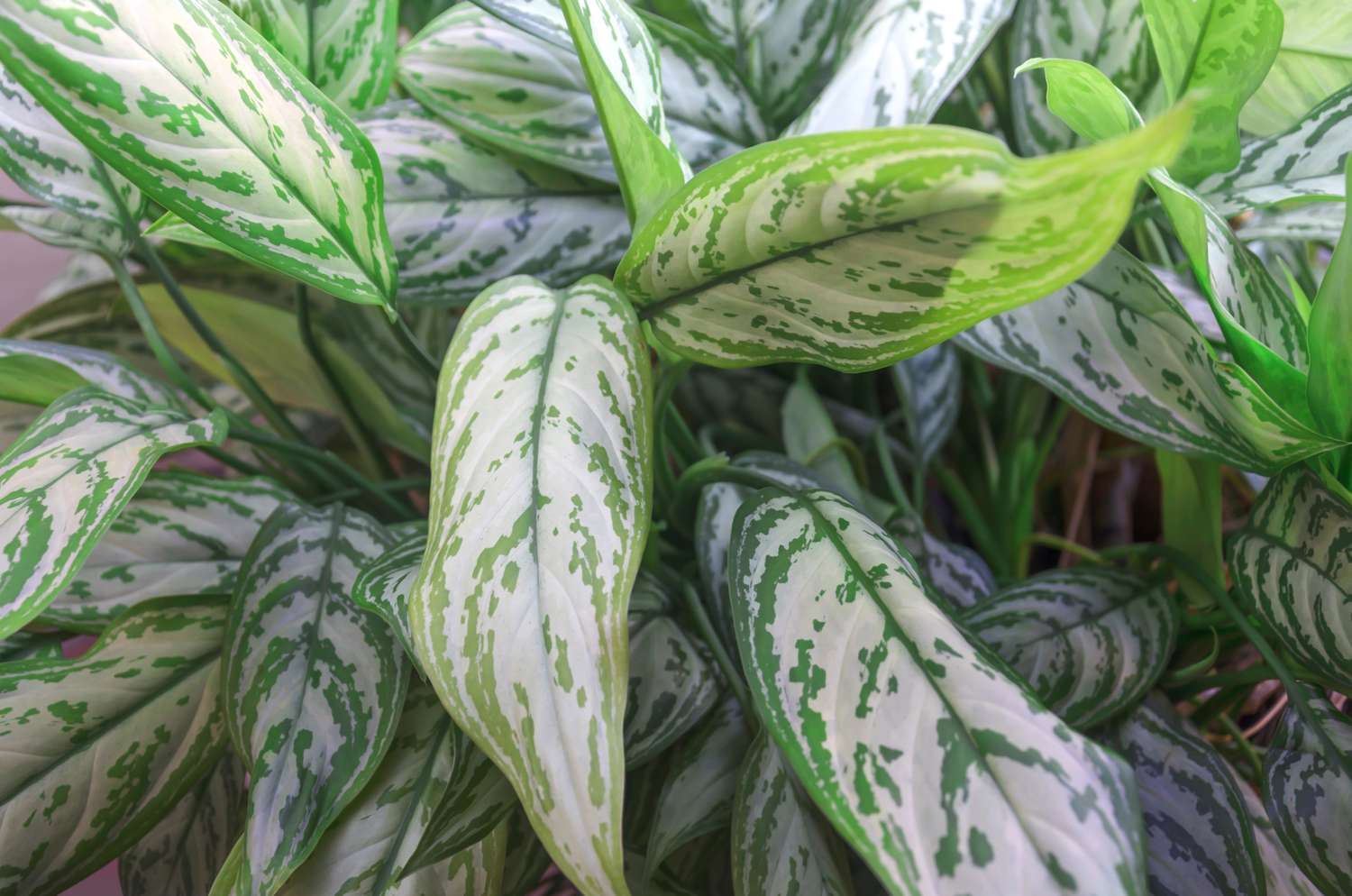 Mary Ann aglaonema