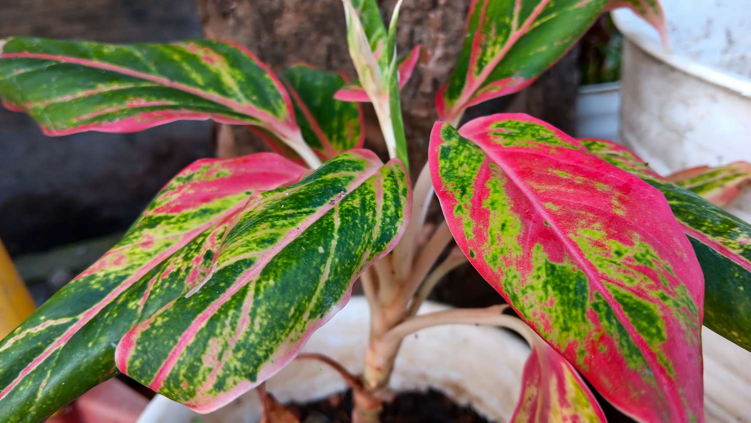 Aurore de Siam aglaonema