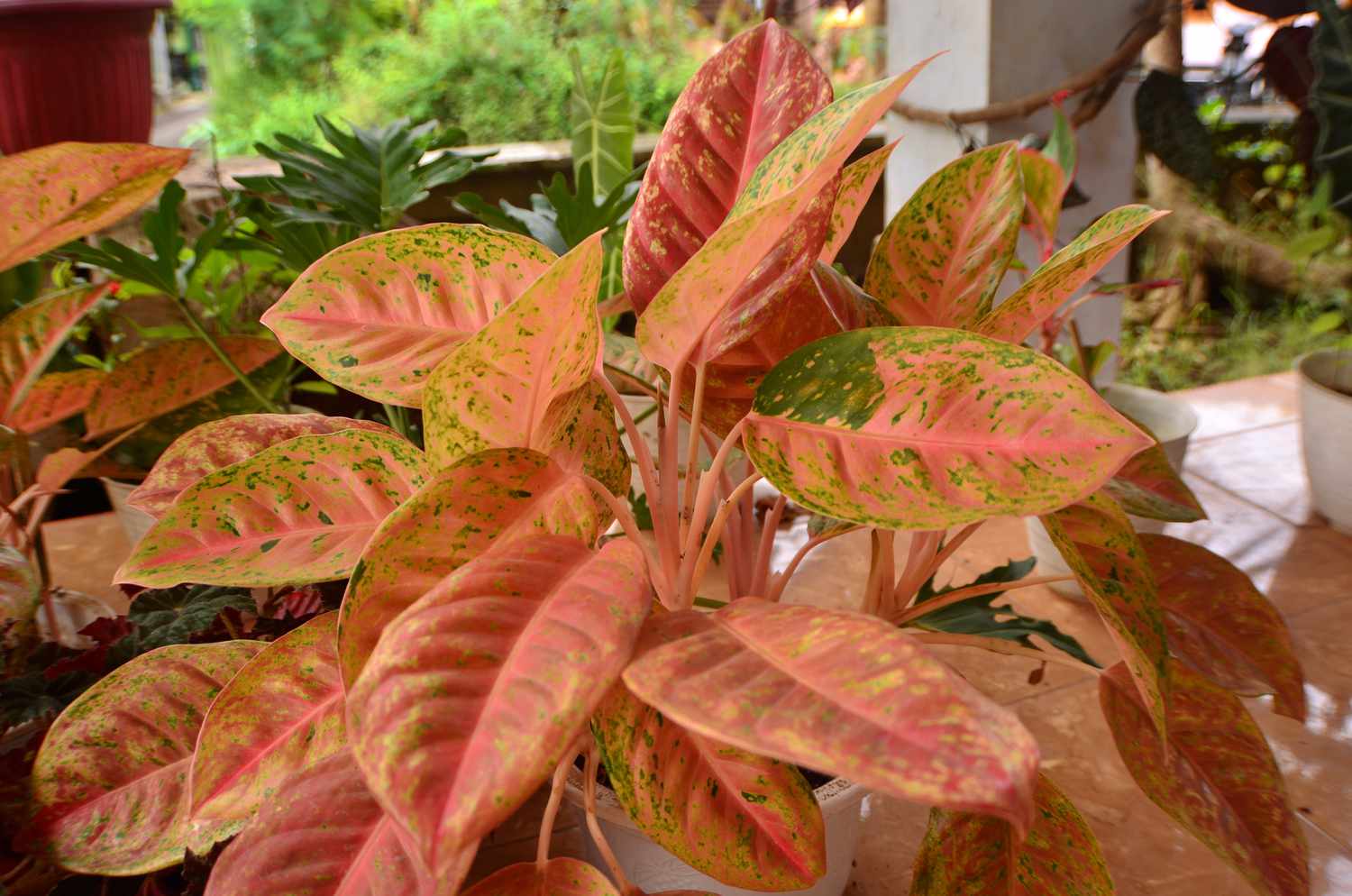 Arlequin aglaonema