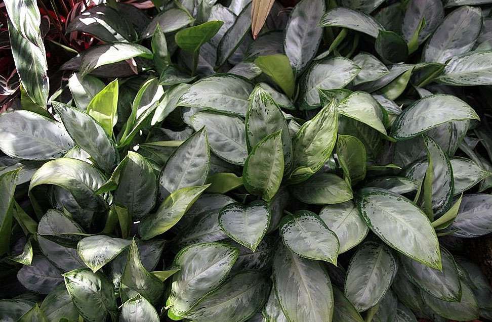 Silverado aglaomena