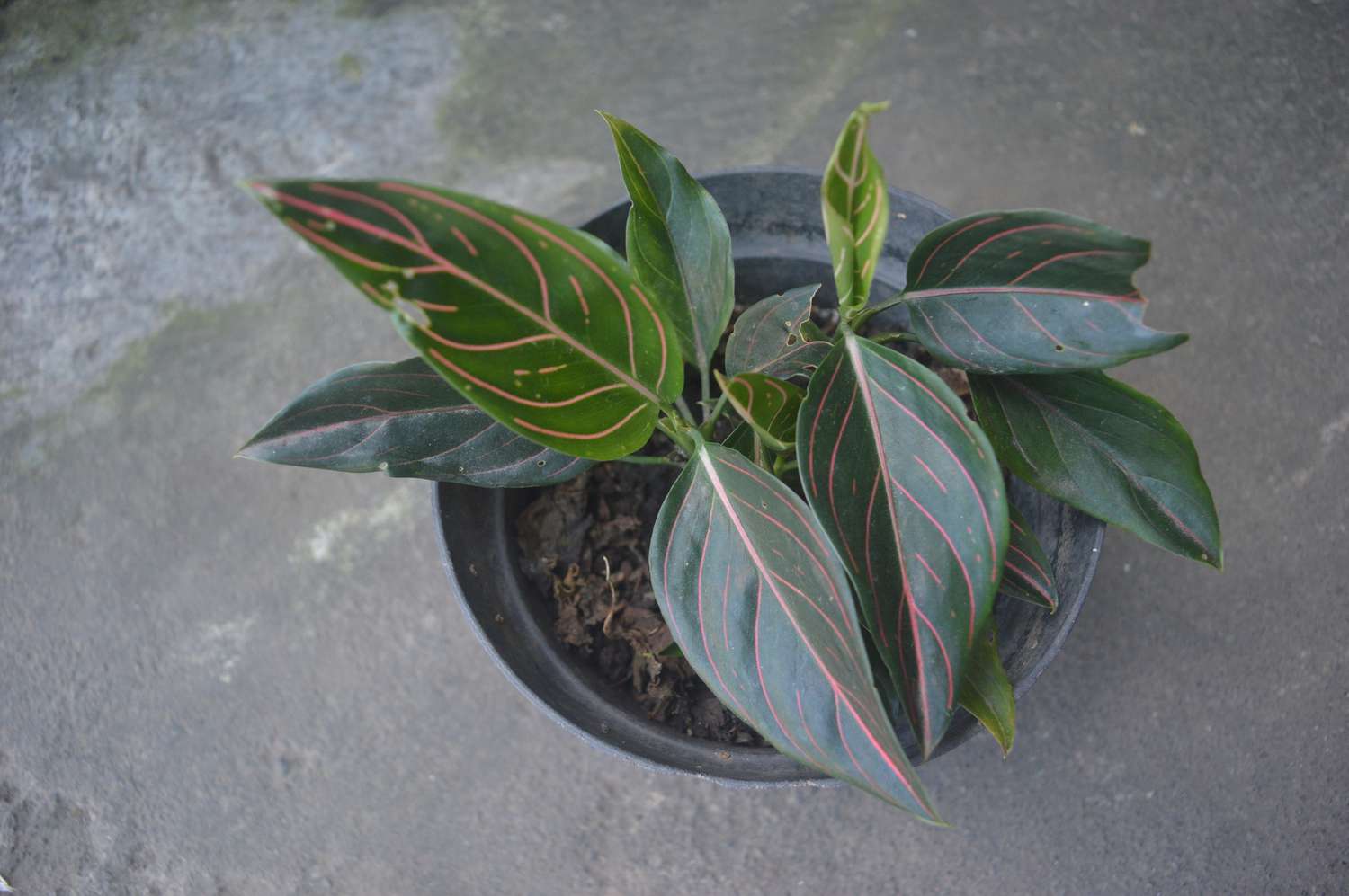 Aglaonema rotundum
