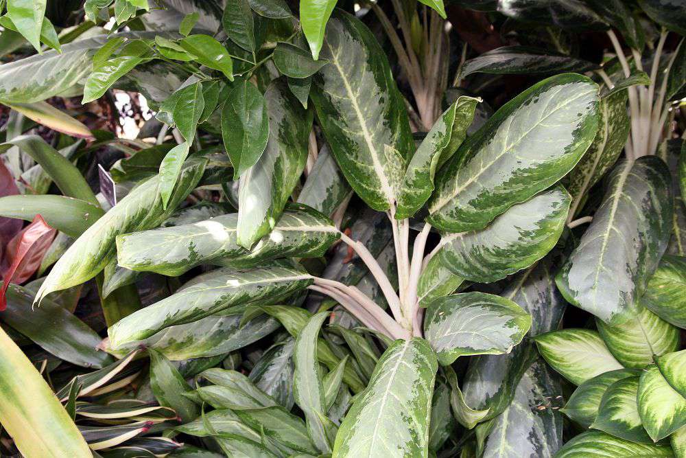 Reine du Siam aglaonema