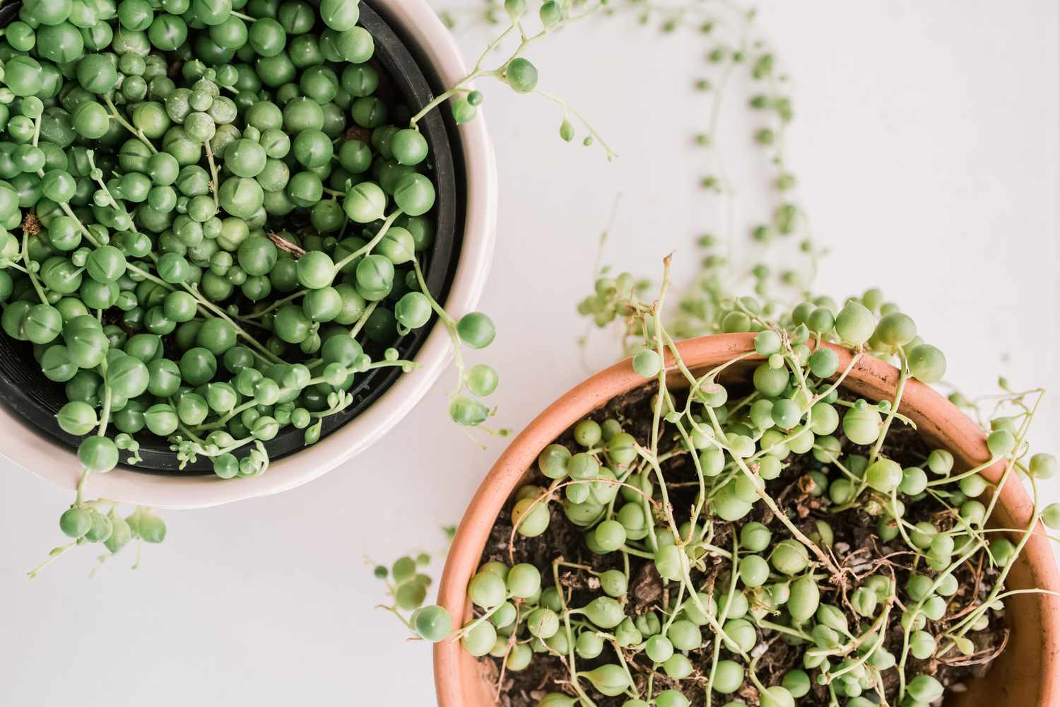 plantes de perles